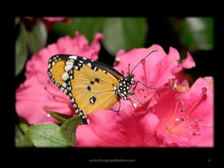 yulia.photograph@yahoo.com 6
 