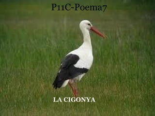 P11C-Poema7 LA CIGONYA 