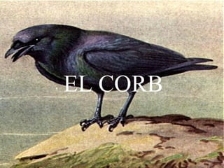 EL CORB
 