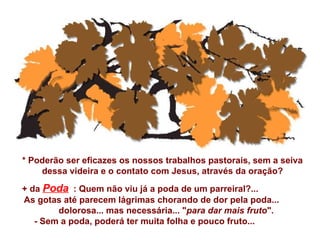 * Poderão ser eficazes os nossos trabalhos pastorais, sem a seiva
    dessa videira e o contato com Jesus, através da oração?

+ da Poda : Quem não viu já a poda de um parreiral?...
As gotas até parecem lágrimas chorando de dor pela poda...
        dolorosa... mas necessária... "para dar mais fruto".
   - Sem a poda, poderá ter muita folha e pouco fruto...
 