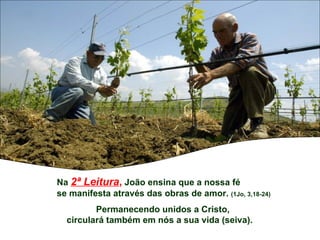 Na 2ª Leitura, João ensina que a nossa fé
se manifesta através das obras de amor. (1Jo, 3,18-24)
         Permanecendo unidos a Cristo,
  circulará também em nós a sua vida (seiva).
 