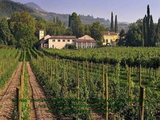 Para dar FRUTOS,
 os "Ramos" precisam
            de DUAS
COISAS:
+ da Seiva da Videira,
      que é Cristo, pois

    "sem mim nada
     podeis fazer".
            O texto fala
8 vezes em
      "permanecer
           em Cristo"
e 7 vezes em
           "dar frutos".
 Se não "permanecermos" unidos a Cristo, recebendo essa seiva,
             nos tornaremos ramos secos e estéreis,
                  que serão cortados e excluídos...
 