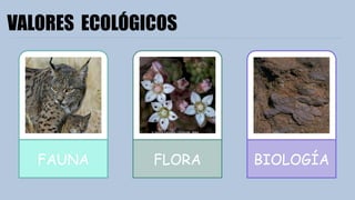BIOLOGÍA
FLORA
FAUNA
VALORES ECOLÓGICOS
 