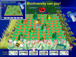 Conclusions – Biodiversity can pay!
Pollination Nutrient
retention
Trap crop
biomass
ES points£ pest
control:
COST
GAIN
 
