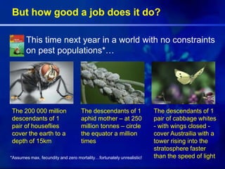 But how good a job does it do?
This time next year in a world with no constraints
on pest populations*…
The 200 000 million
descendants of 1
pair of houseflies
cover the earth to a
depth of 15km
The descendants of 1
aphid mother – at 250
million tonnes – circle
the equator a million
times
The descendants of 1
pair of cabbage whites
- with wings closed -
cover Austrailia with a
tower rising into the
stratosphere faster
than the speed of light*Assumes max. fecundity and zero mortality…fortunately unrealistic!
 