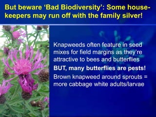 But beware ‘Bad Biodiversity’: Some house-
keepers may run off with the family silver!
• Knapweeds often feature in seed
mixes for field margins as they’re
attractive to bees and butterflies
• BUT, many butterflies are pests!
• Brown knapweed around sprouts =
more cabbage white adults/larvae
•
 