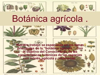 Nuestro trabajo se especializa en los temas principales de la “botánica agrícola “. Con el objetivo del Conocimiento de las características botánicas de las especies con interés agrícola y ornamental.  Botánica agrícola . 