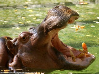 flickr.com/photos/digitalart/2958134354 
 