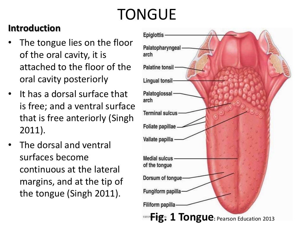 histology of the tongue and salivary gland