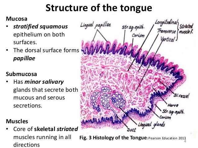 histology of the tongue and salivary gland