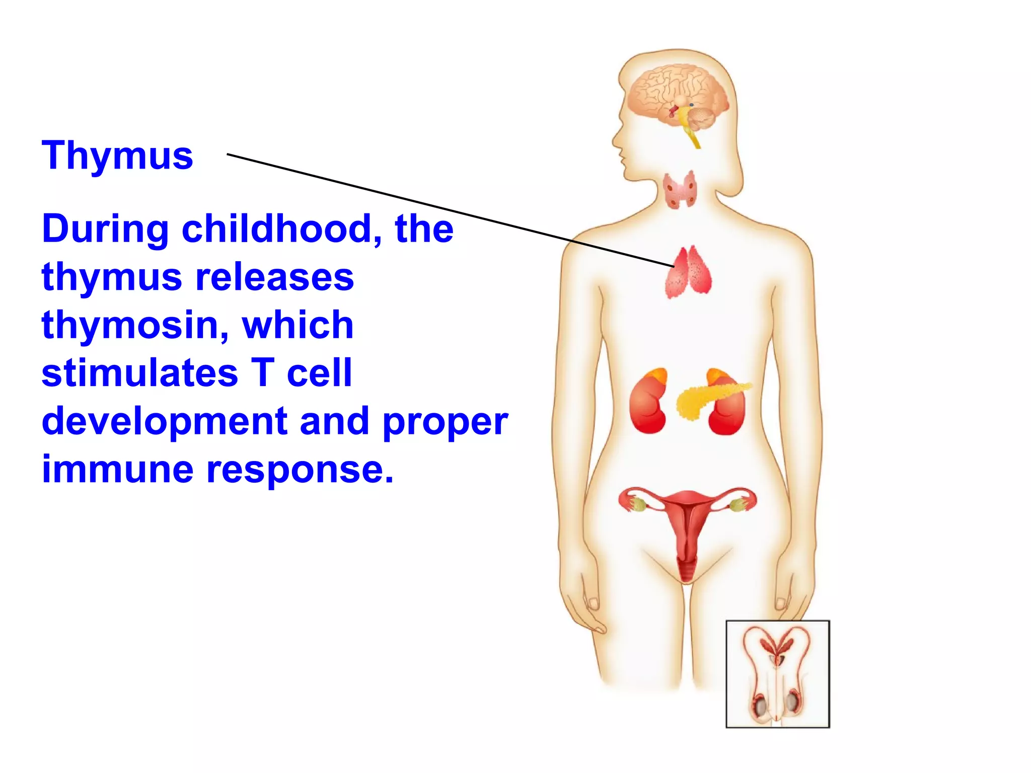Thymus During childhood, the thymus releases thymosin, which stimulates T cell development and proper immune response. 