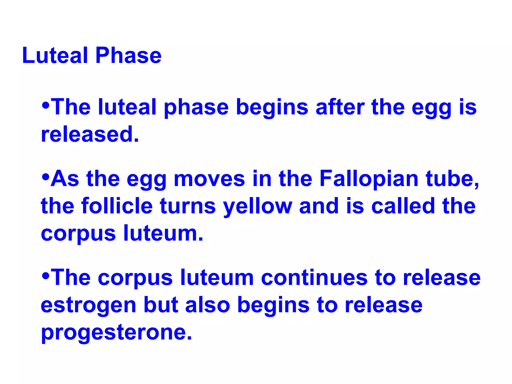 Luteal Phase  The luteal phase begins after the egg is released. As the egg moves in the Fallopian tube, the follicle turns yellow and is called the corpus luteum.  The corpus luteum continues to release estrogen but also begins to release progesterone. 
