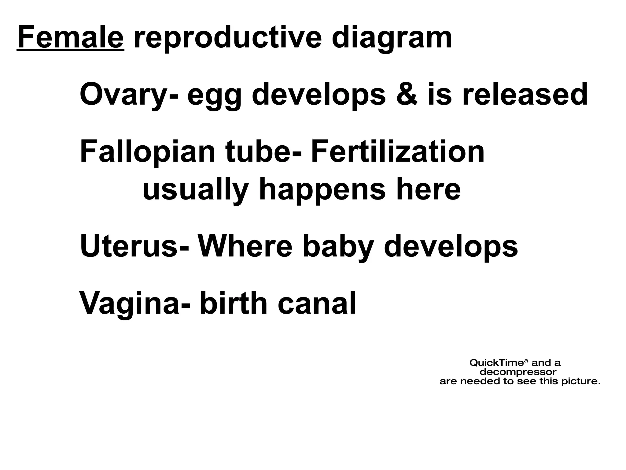 Female  reproductive diagram Ovary- egg develops & is released Fallopian tube- Fertilization  usually happens here Uterus- Where baby develops Vagina- birth canal 