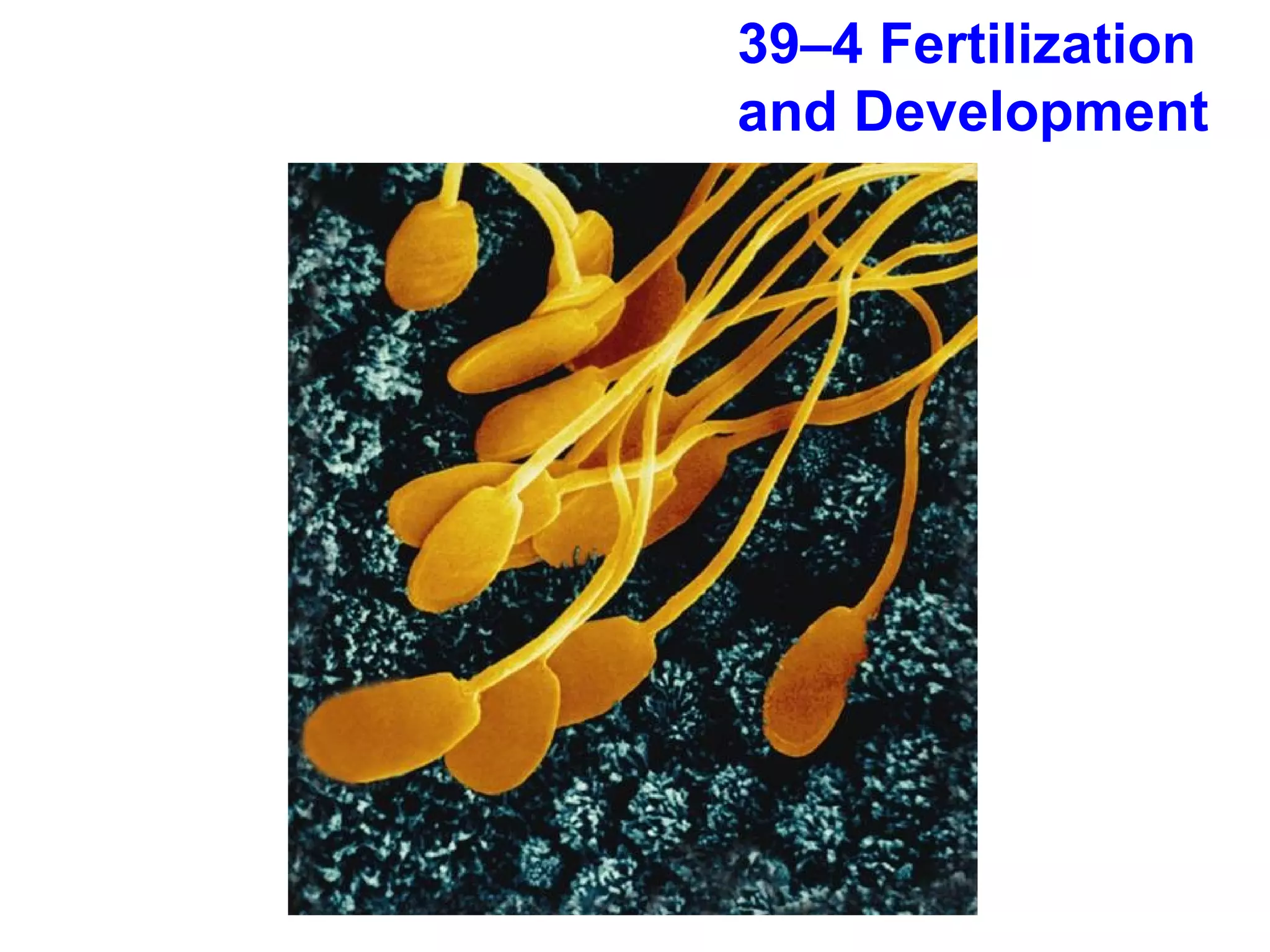 39–4 Fertilization and Development 