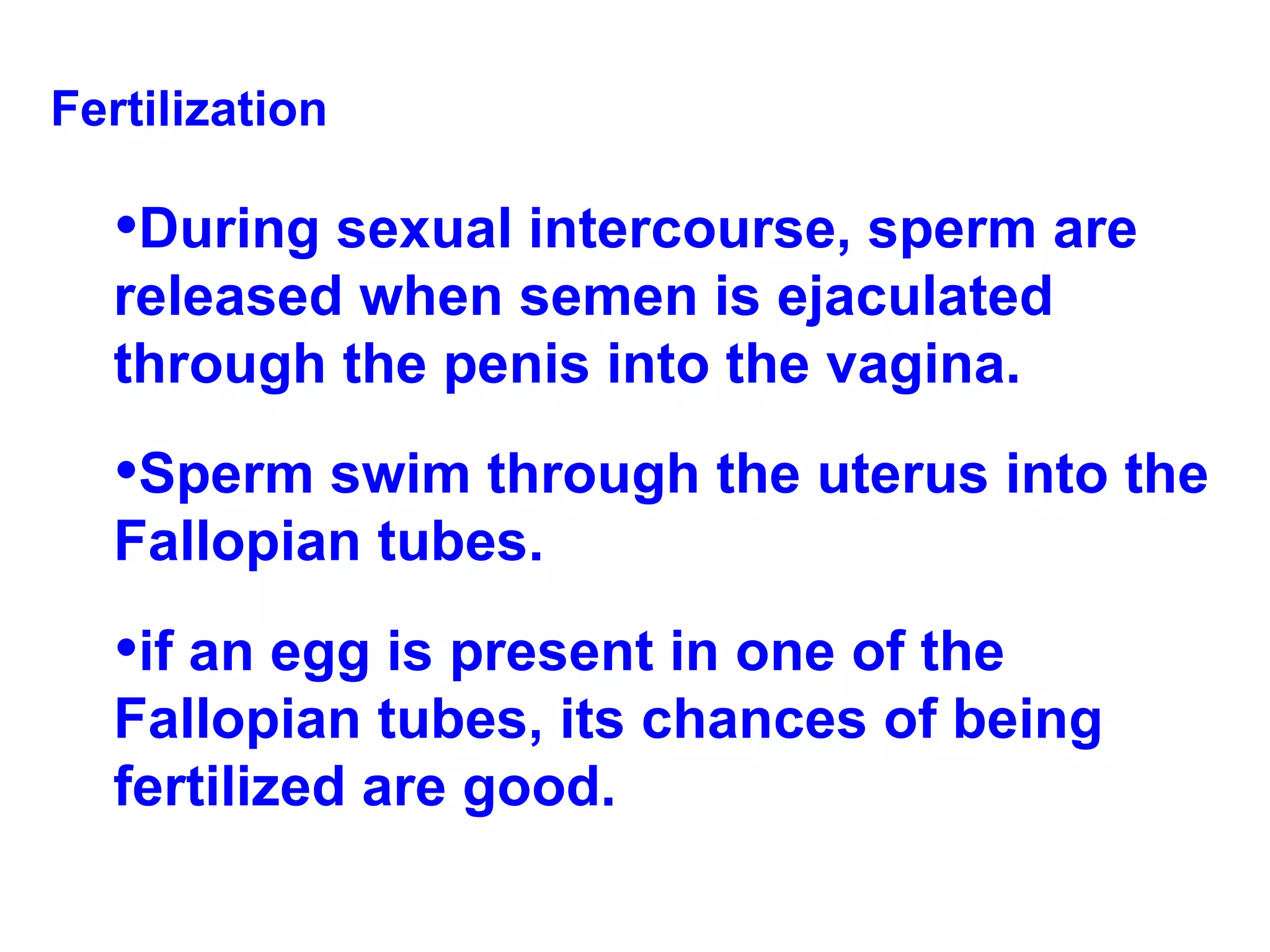 Fertilization During sexual intercourse, sperm are released when semen is ejaculated through the penis into the vagina.  Sperm swim through the uterus into the Fallopian tubes.  if an egg is present in one of the Fallopian tubes, its chances of being fertilized are good. 