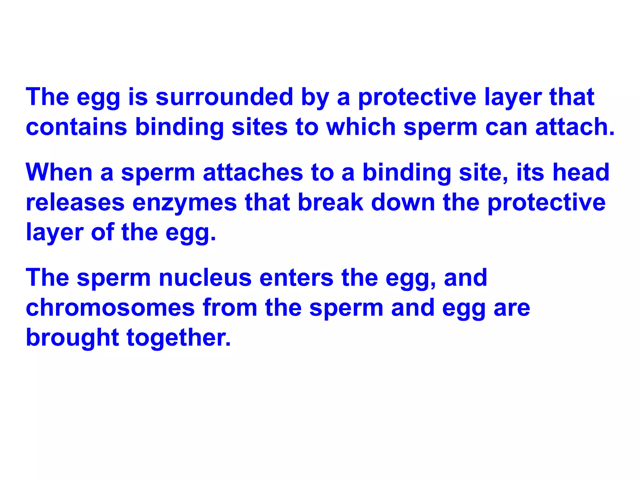 The egg is surrounded by a protective layer that contains binding sites to which sperm can attach.  When a sperm attaches to a binding site, its head releases enzymes that break down the protective layer of the egg.  The sperm nucleus enters the egg, and chromosomes from the sperm and egg are brought together. 