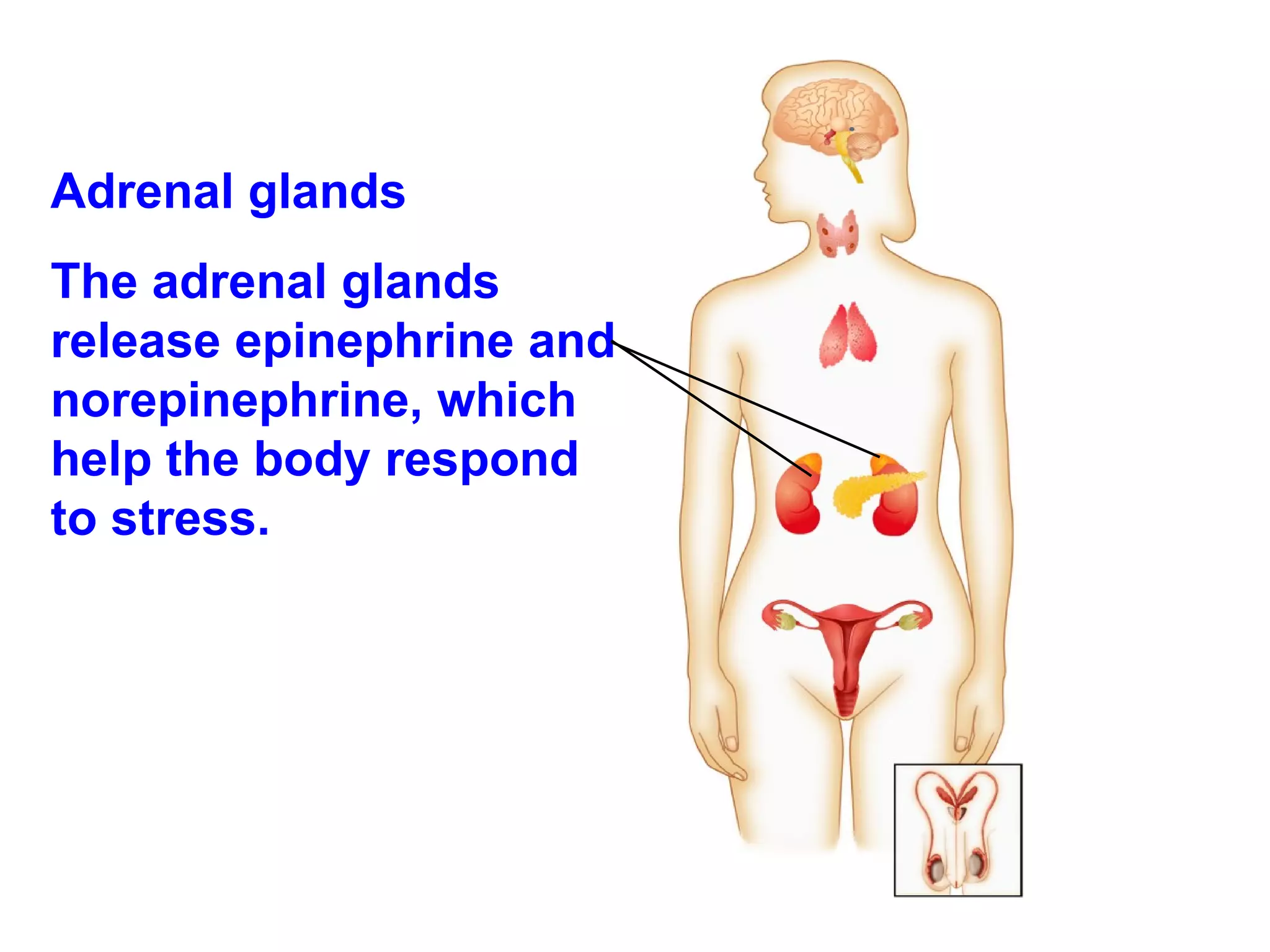 Adrenal glands The adrenal glands release epinephrine and norepinephrine, which help the body respond to stress. 