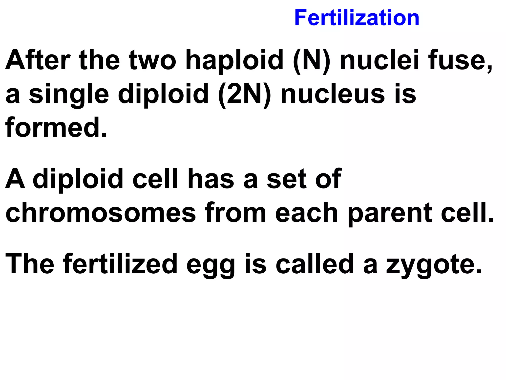 Fertilization After the two haploid (N) nuclei fuse, a single diploid (2N) nucleus is formed.  A diploid cell has a set of chromosomes from each parent cell.  The fertilized egg is called a zygote. 