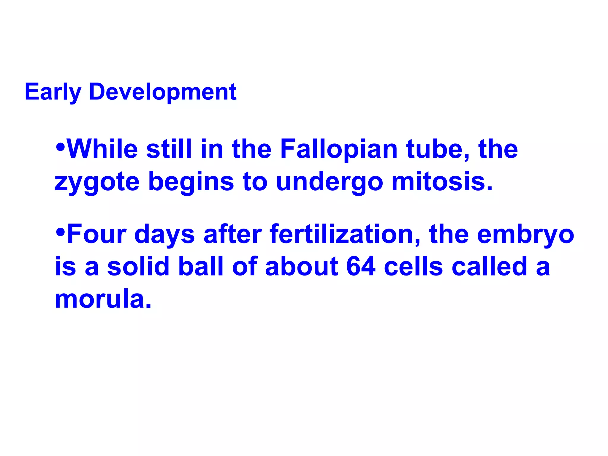 Early Development While still in the Fallopian tube, the zygote begins to undergo mitosis. Four days after fertilization, the embryo is a solid ball of about 64 cells called a morula. 