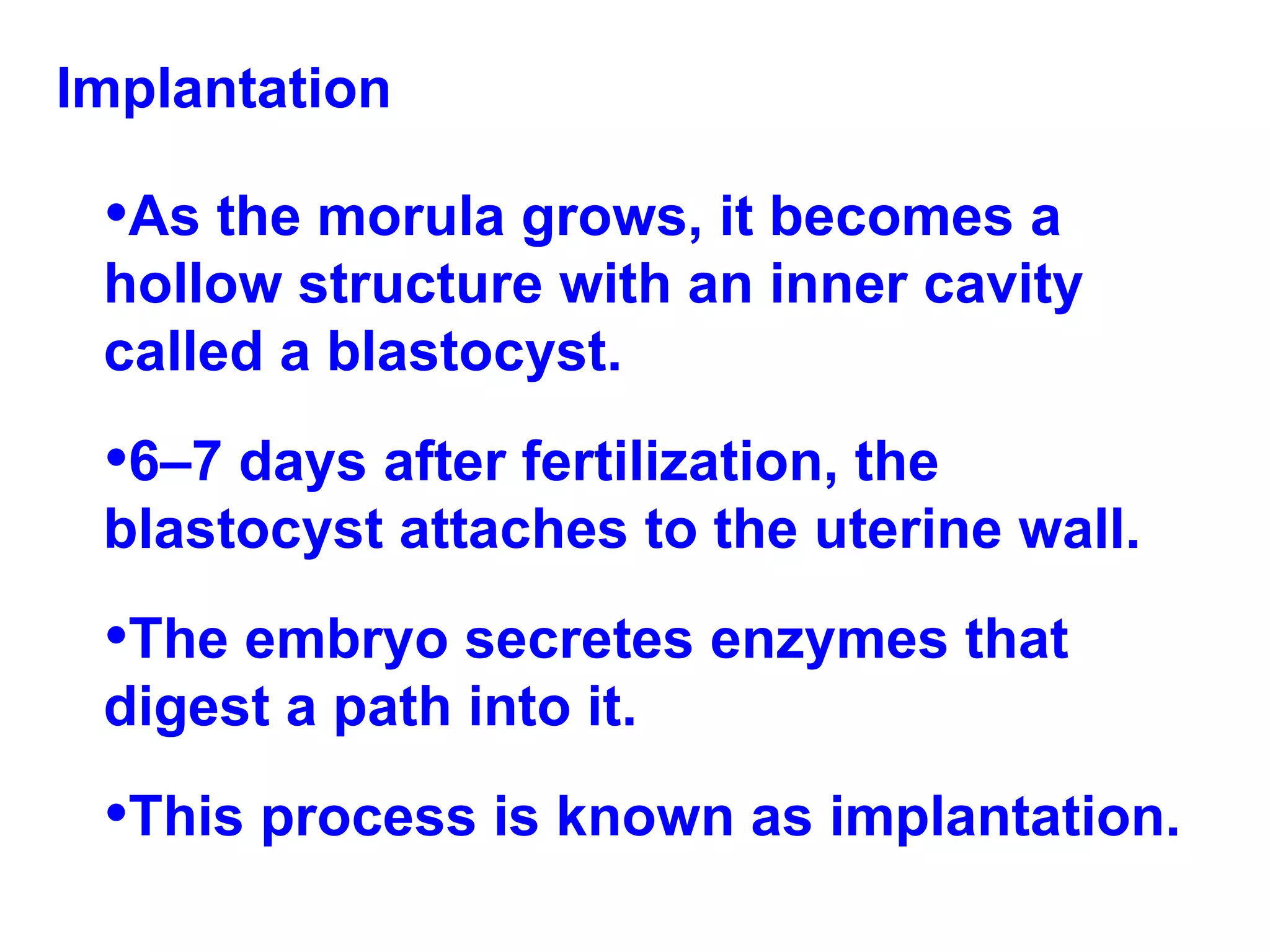 Implantation  As the morula grows, it becomes a hollow structure with an inner cavity called a blastocyst.  6–7 days after fertilization, the blastocyst attaches to the uterine wall.  The embryo secretes enzymes that digest a path into it.  This process is known as implantation. 
