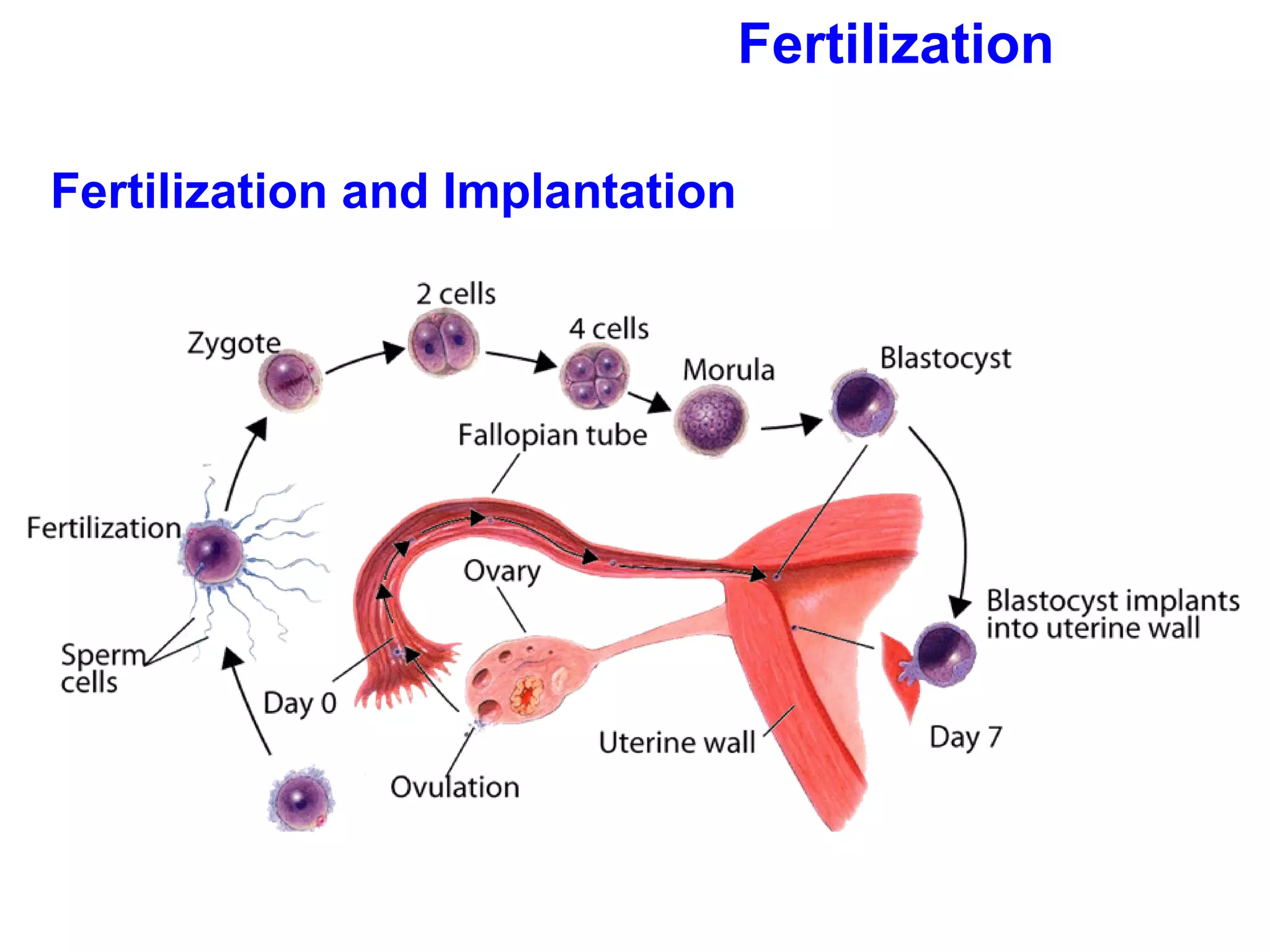 Fertilization Fertilization and Implantation 