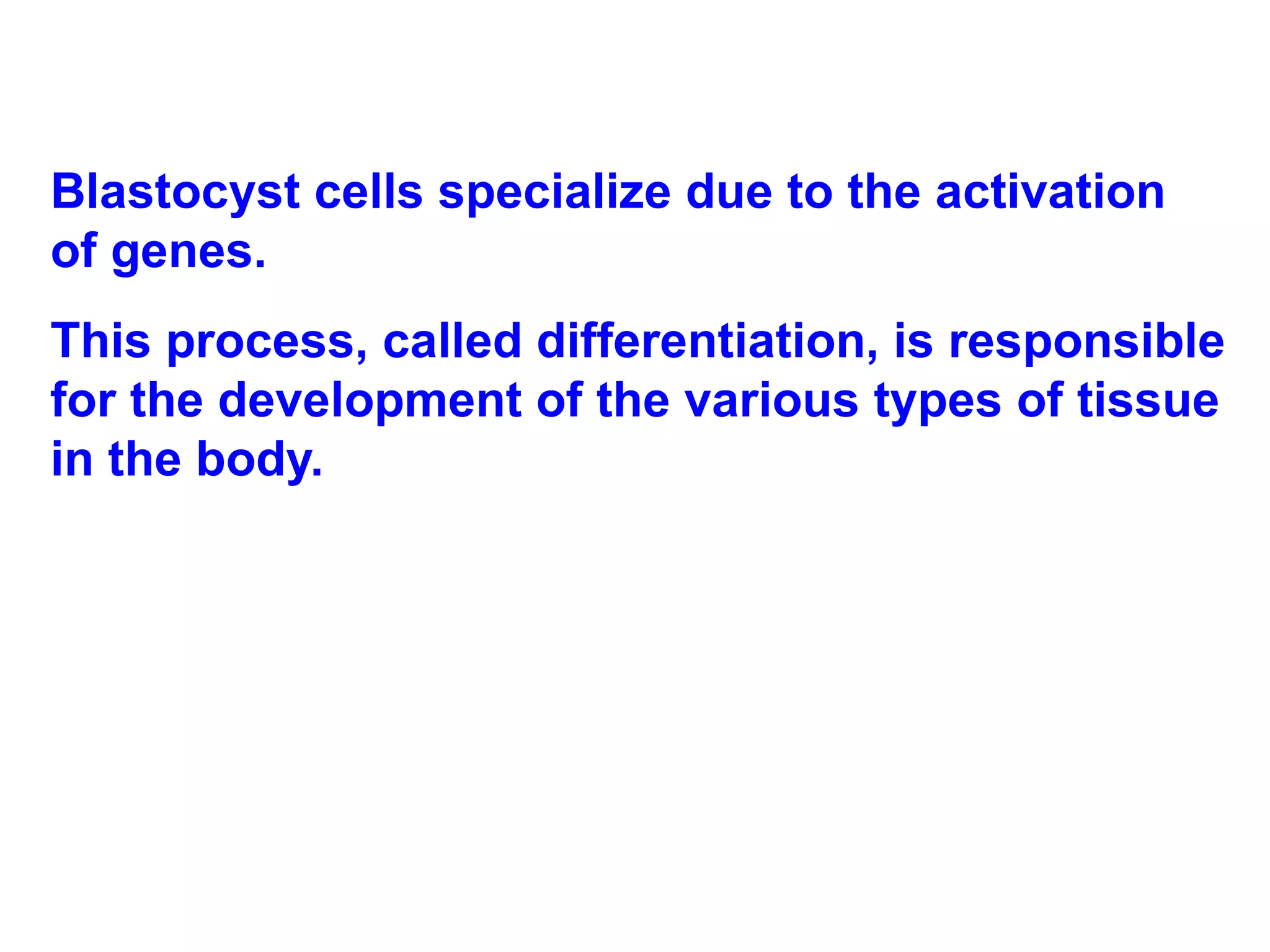 Blastocyst cells specialize due to the activation of genes.  This process, called differentiation, is responsible for the development of the various types of tissue in the body.  