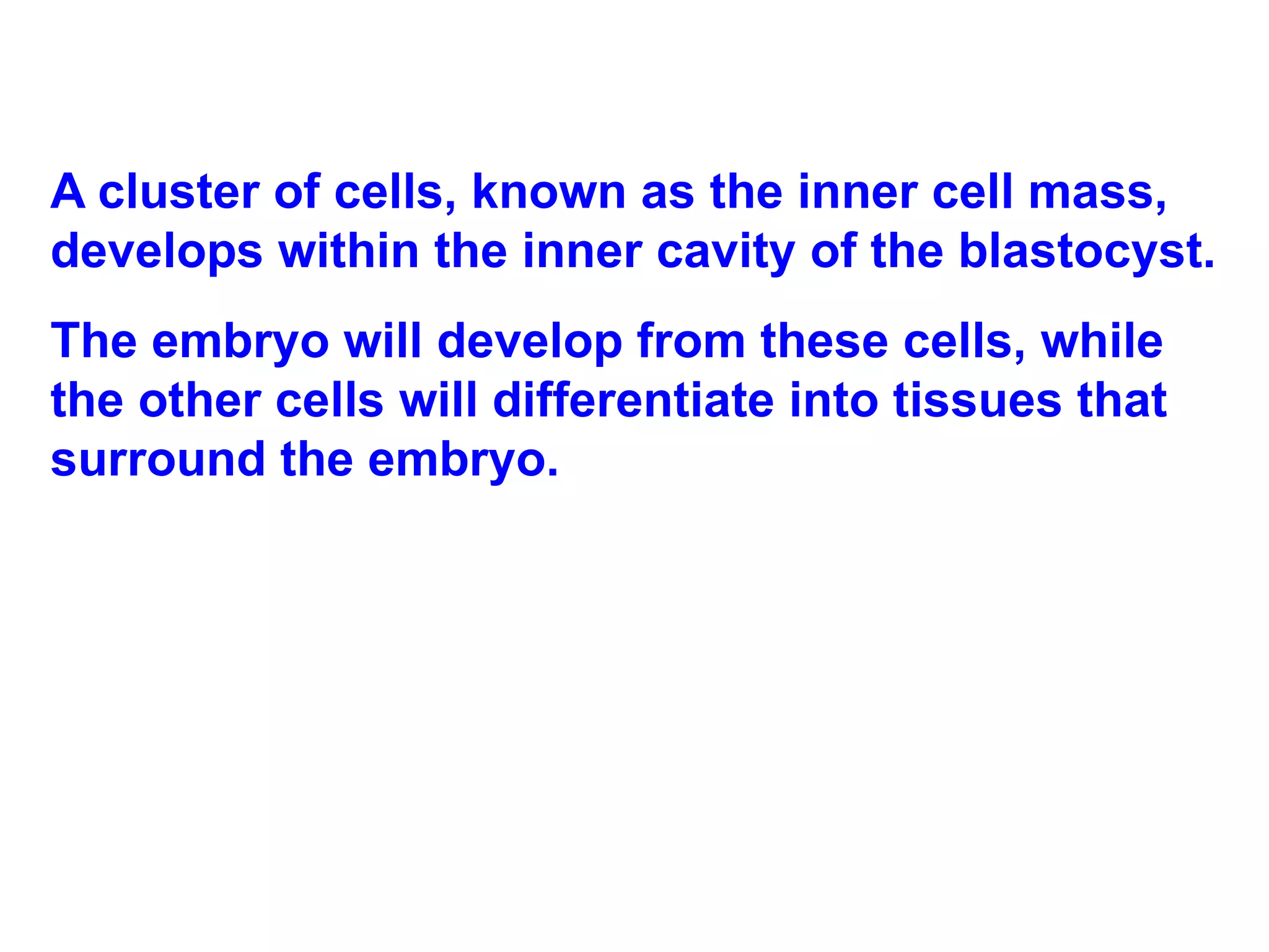 A cluster of cells, known as the inner cell mass, develops within the inner cavity of the blastocyst.  The embryo will develop from these cells, while the other cells will differentiate into tissues that surround the embryo. 