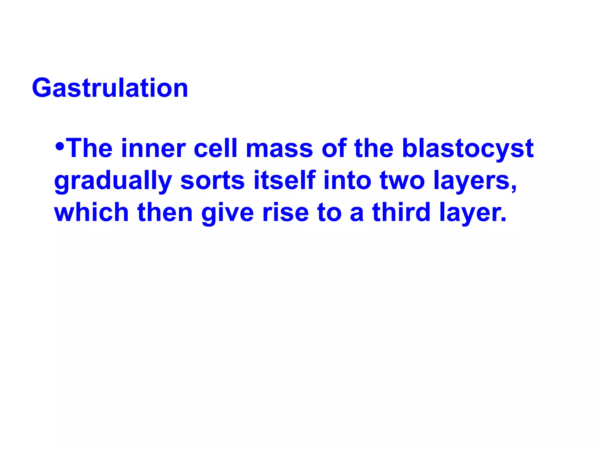 Gastrulation  The inner cell mass of the blastocyst gradually sorts itself into two layers, which then give rise to a third layer.  