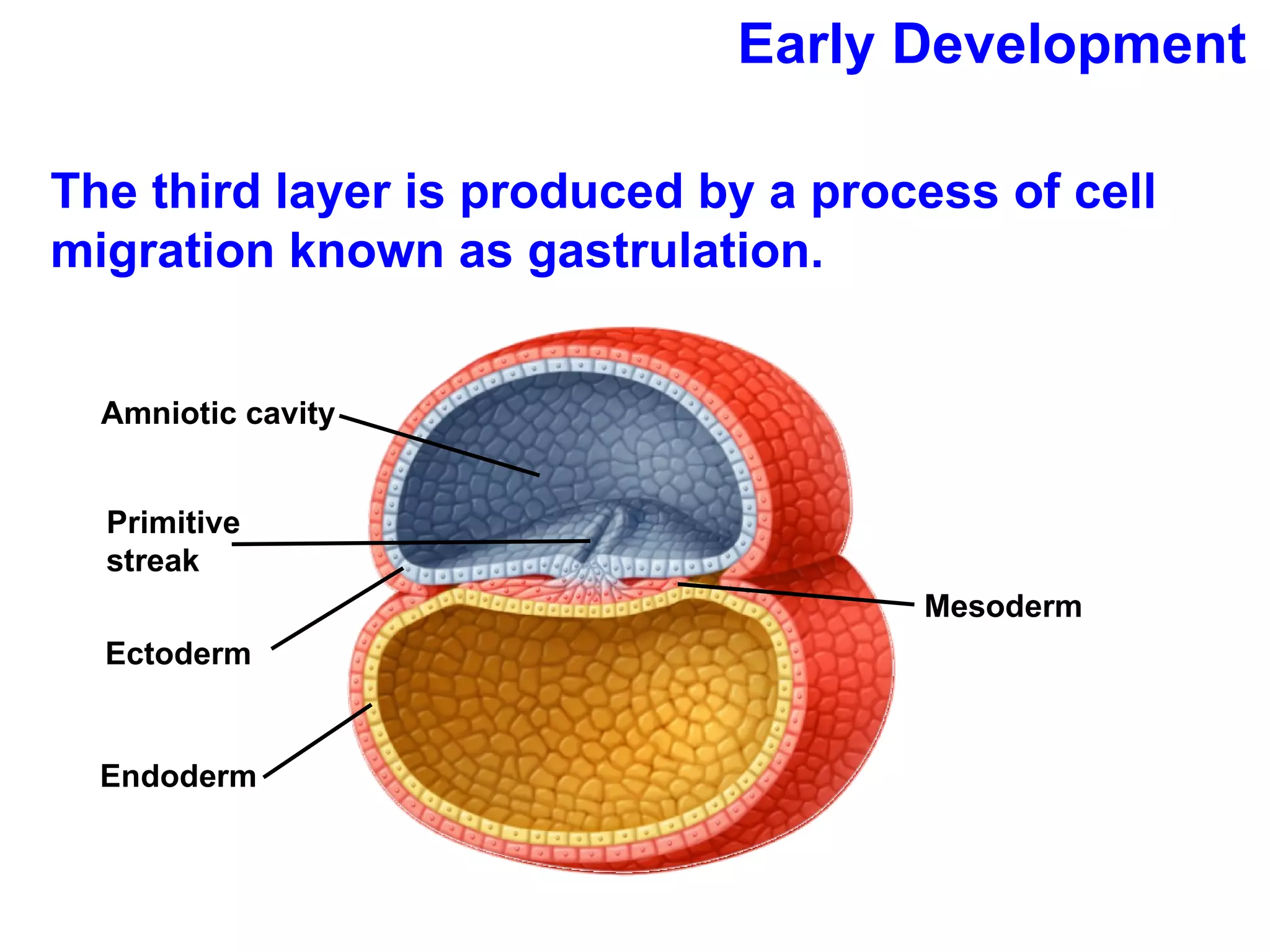 Early Development The third layer is produced by a process of cell migration known as gastrulation.  Mesoderm Amniotic cavity Primitive streak Ectoderm Endoderm 