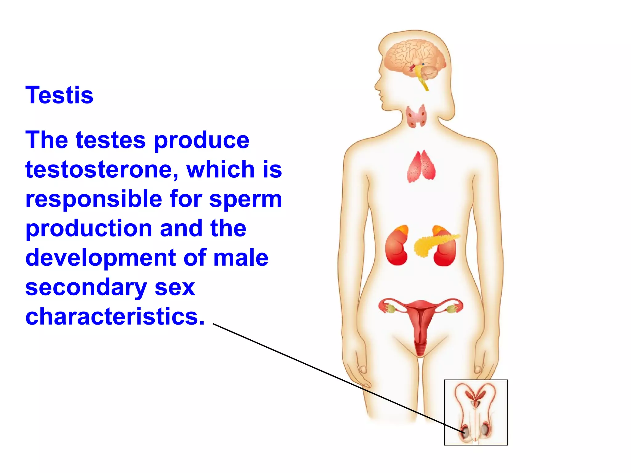 Testis  The testes produce testosterone, which is responsible for sperm production and the development of male secondary sex characteristics. 