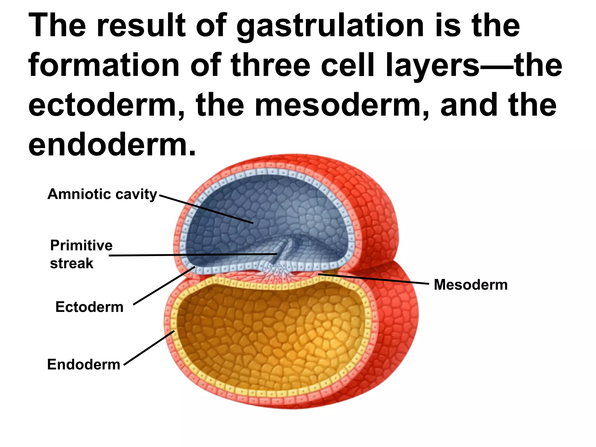 The result of gastrulation is the formation of three cell layers—the ectoderm, the mesoderm, and the endoderm. Amniotic cavity Primitive streak Ectoderm Endoderm Mesoderm 