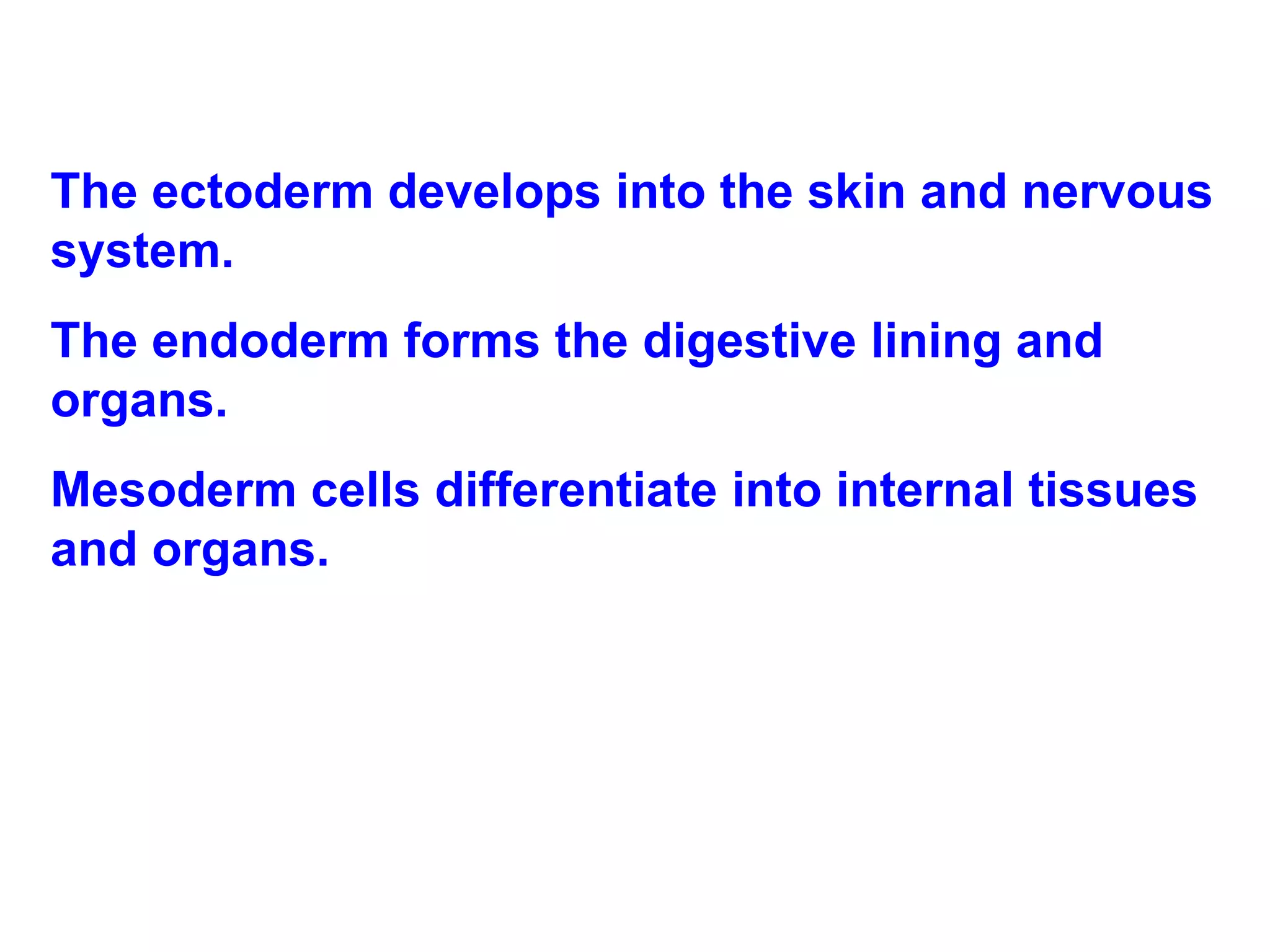 The ectoderm develops into the skin and nervous system.  The endoderm forms the digestive lining and organs. Mesoderm cells differentiate into internal tissues and organs. 