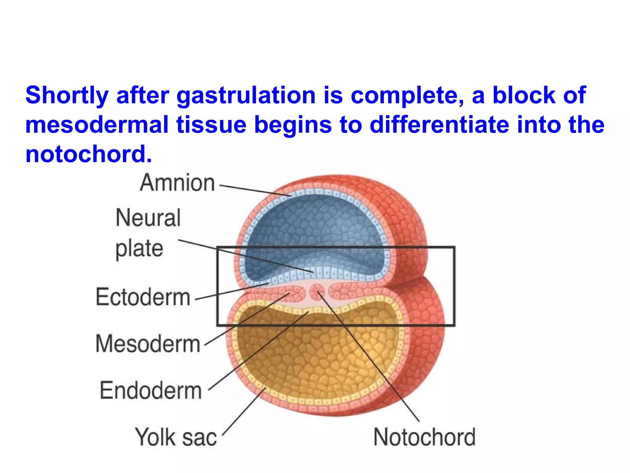 Shortly after gastrulation is complete, a block of mesodermal tissue begins to differentiate into the notochord.  