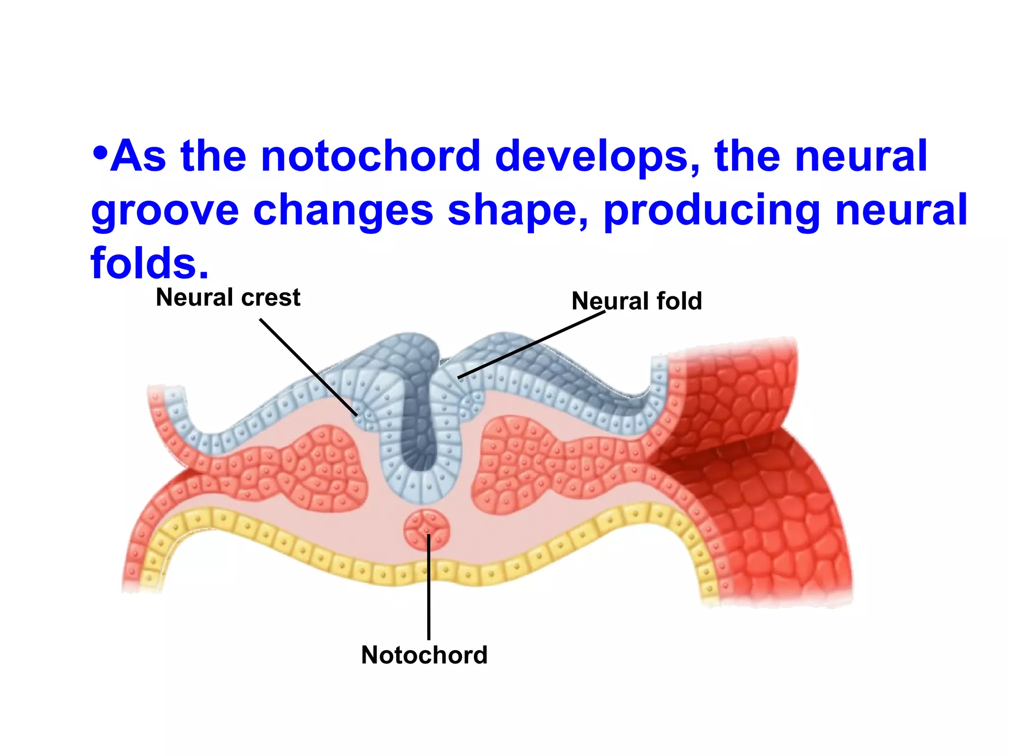 As the notochord develops, the neural groove changes shape, producing neural folds. Neural crest Neural fold Notochord 
