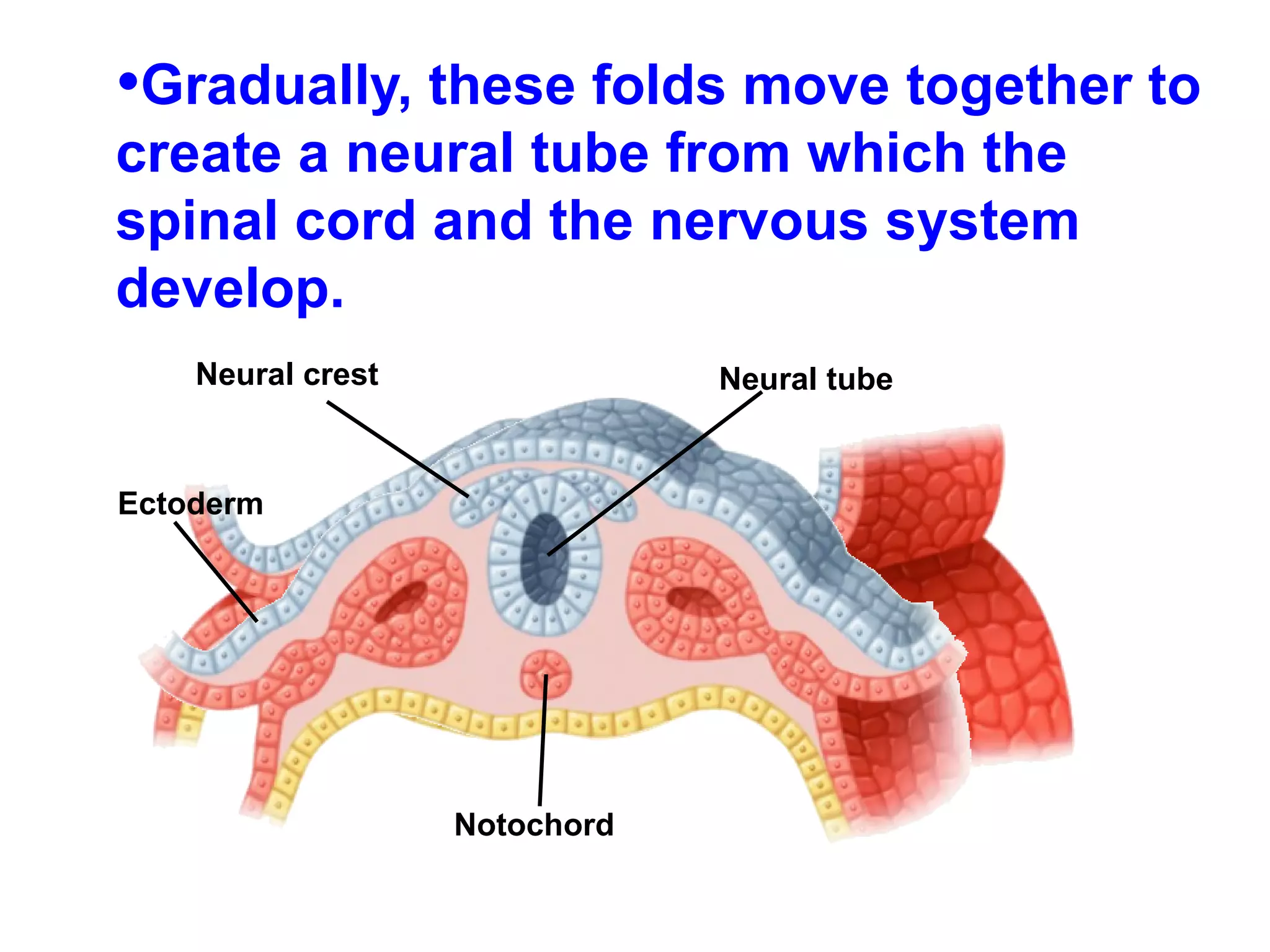 Gradually, these folds move together to create a neural tube from which the spinal cord and the nervous system develop. Neural crest Neural tube Ectoderm Notochord 