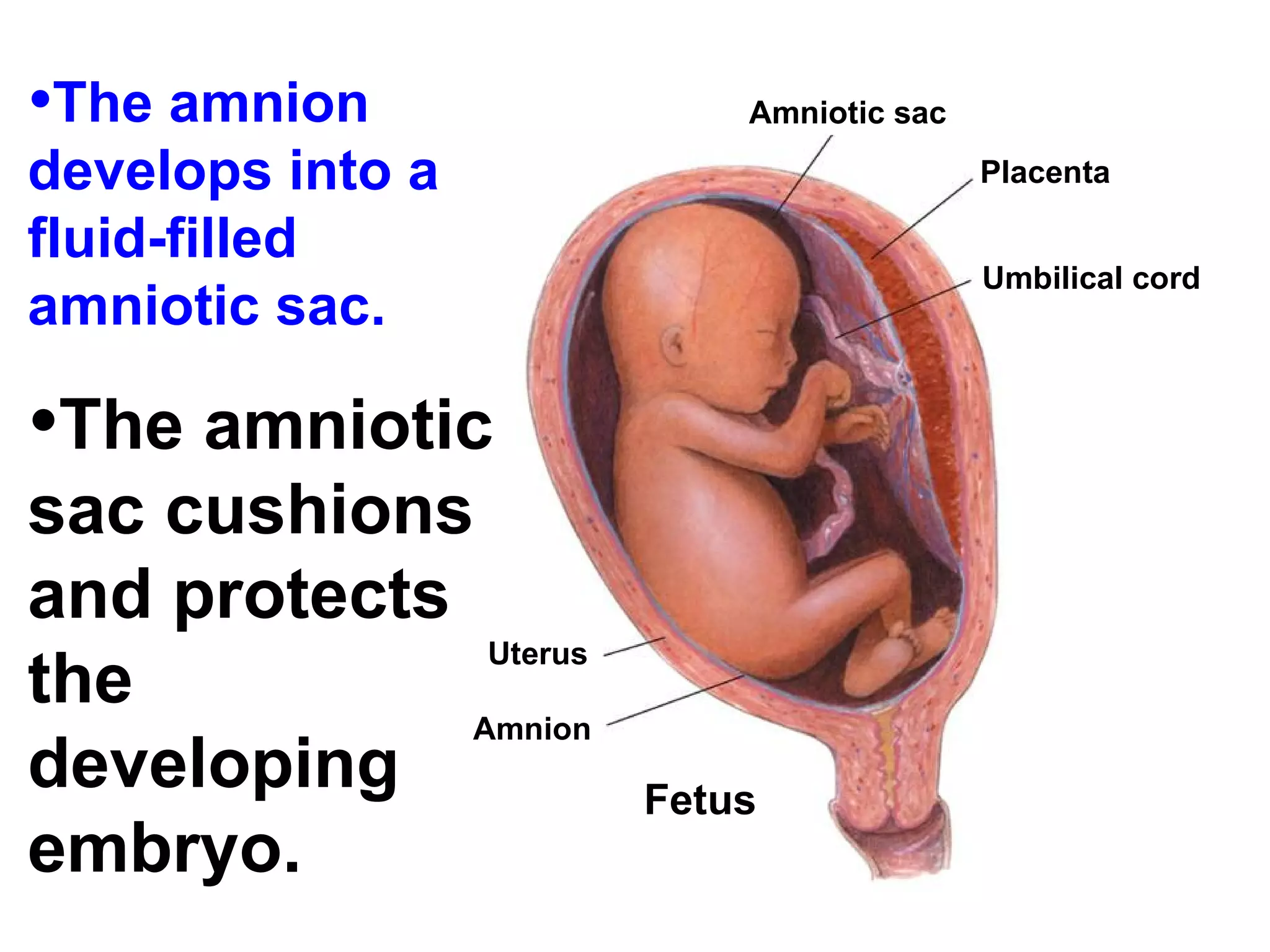 The amnion develops into a fluid-filled amniotic sac. The amniotic sac cushions and protects the developing embryo.   Uterus Amnion Fetus Amniotic sac Placenta Umbilical cord 