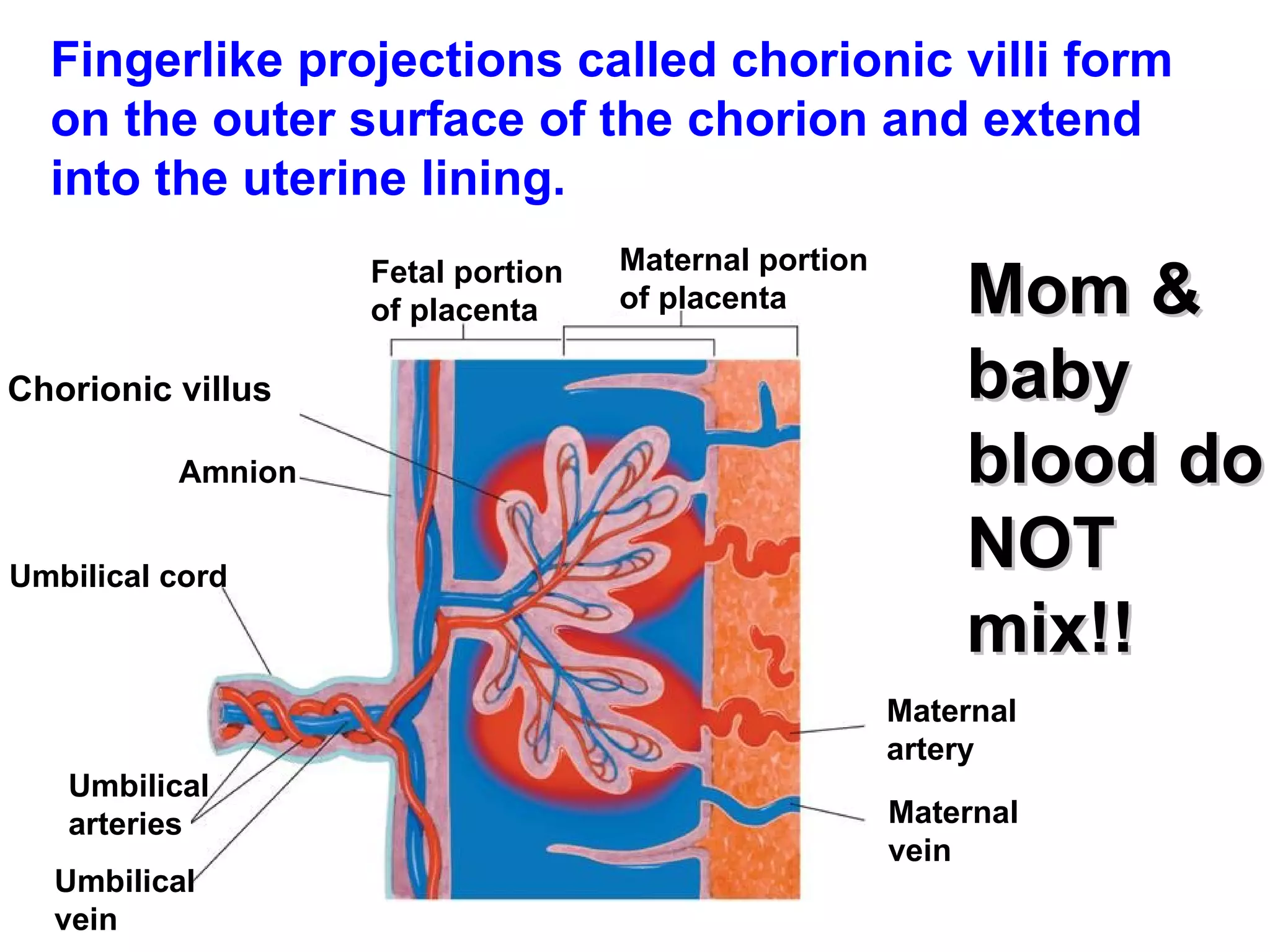 Fingerlike projections called chorionic villi form on the outer surface of the chorion and extend into the uterine lining. Mom & baby blood do NOT mix!! Fetal portion of placenta Maternal portion of placenta Maternal artery Maternal vein Umbilical vein Umbilical arteries Umbilical cord Amnion Chorionic villus 