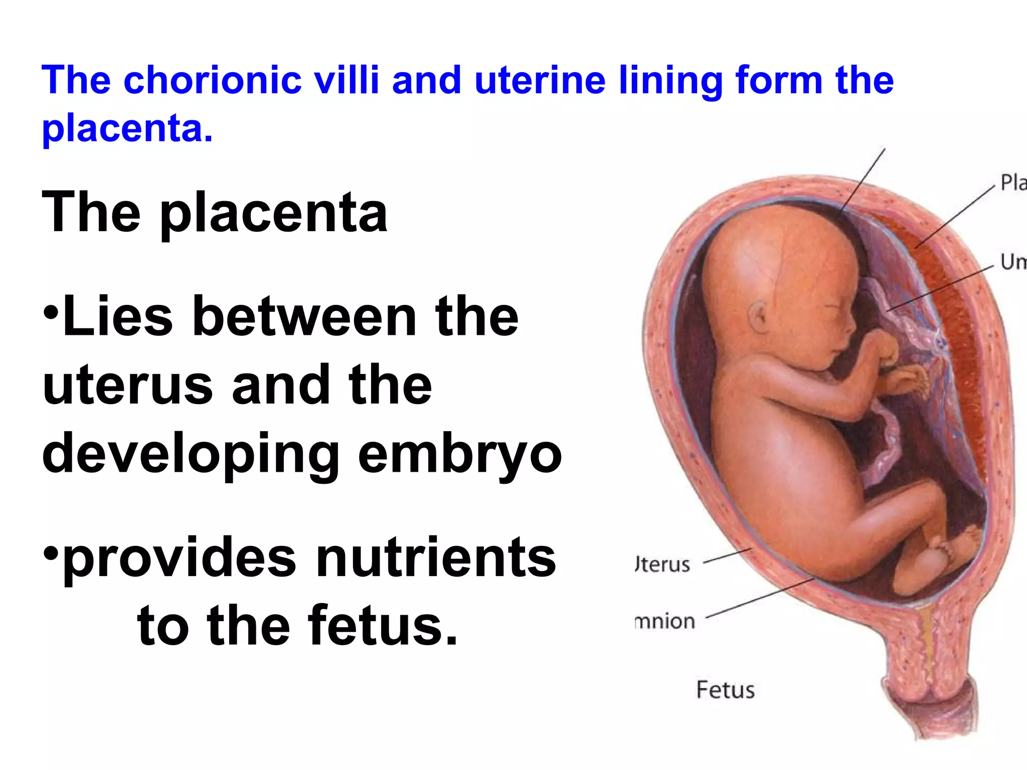 The chorionic villi and uterine lining form the placenta. The placenta  Lies between the  uterus and the  developing embryo provides nutrients  to the fetus.   