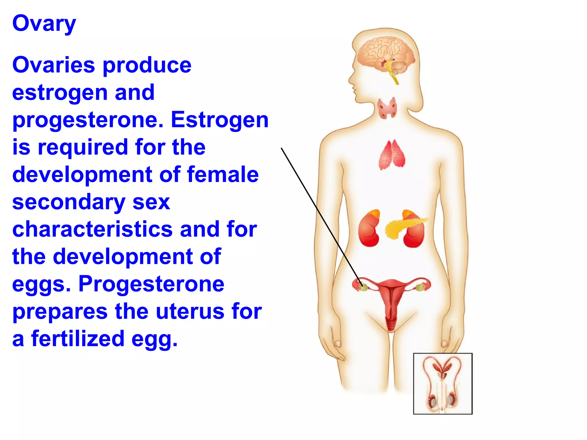 Ovary  Ovaries produce estrogen and progesterone. Estrogen is required for the development of female secondary sex characteristics and for the development of eggs. Progesterone prepares the uterus for a fertilized egg. 