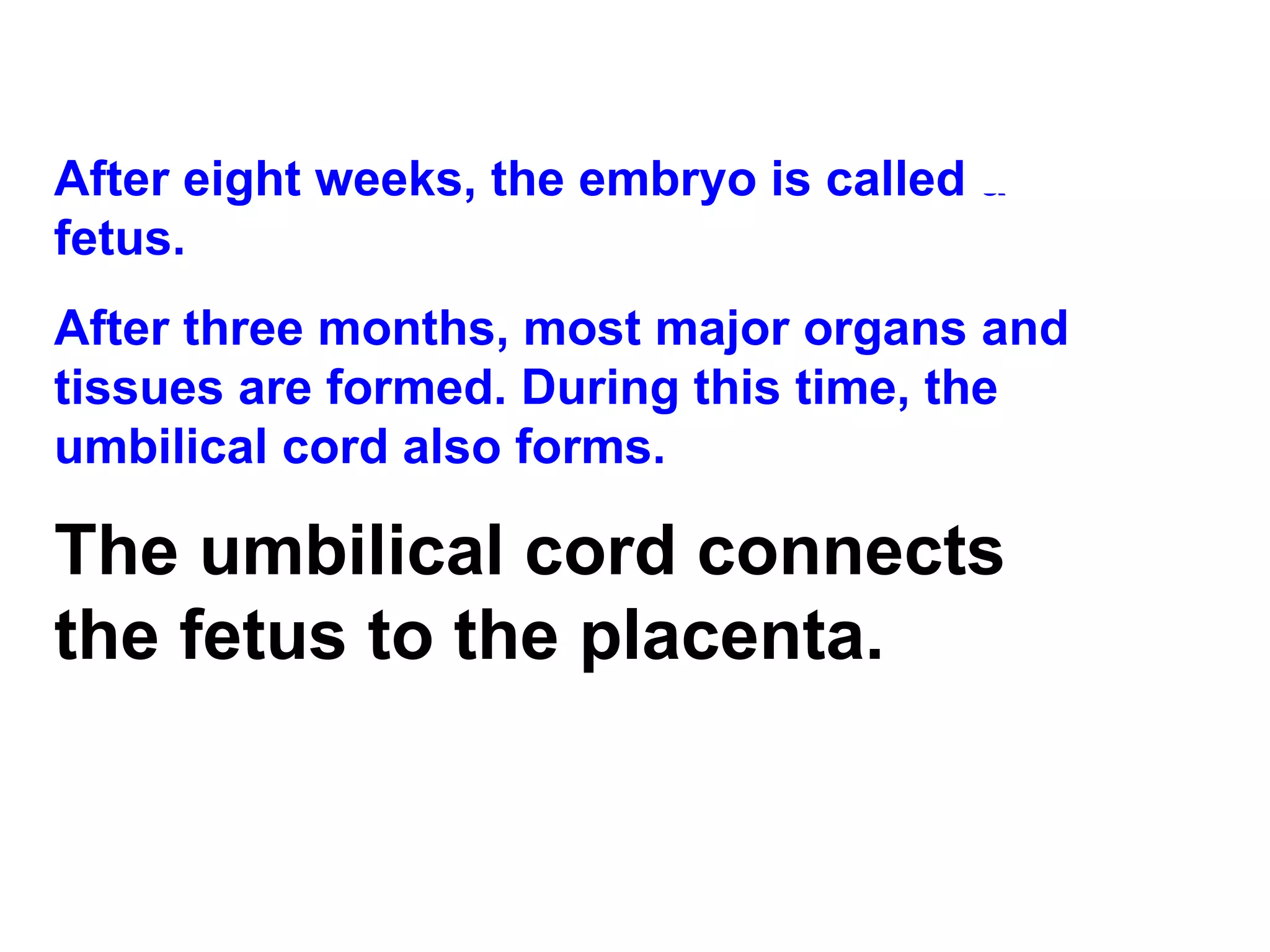 After eight weeks, the embryo is called a fetus.  After three months, most major organs and tissues are formed. During this time, the umbilical cord also forms. The umbilical cord connects the fetus to the placenta. 