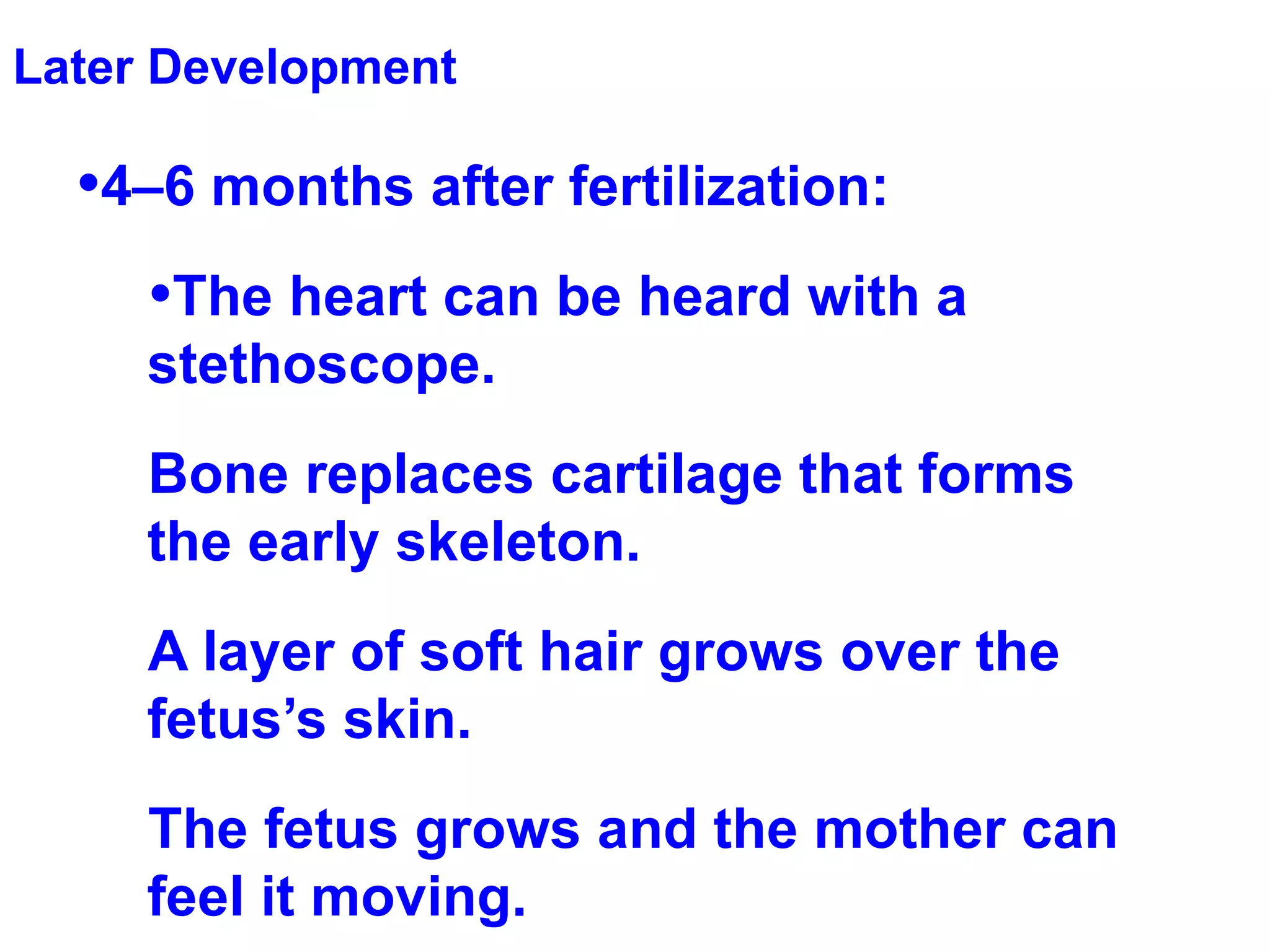 Later Development 4–6 months after fertilization: The heart can be heard with a stethoscope.  Bone replaces cartilage that forms the early skeleton.  A layer of soft hair grows over the fetus’s skin.  The fetus grows and the mother can feel it moving.  