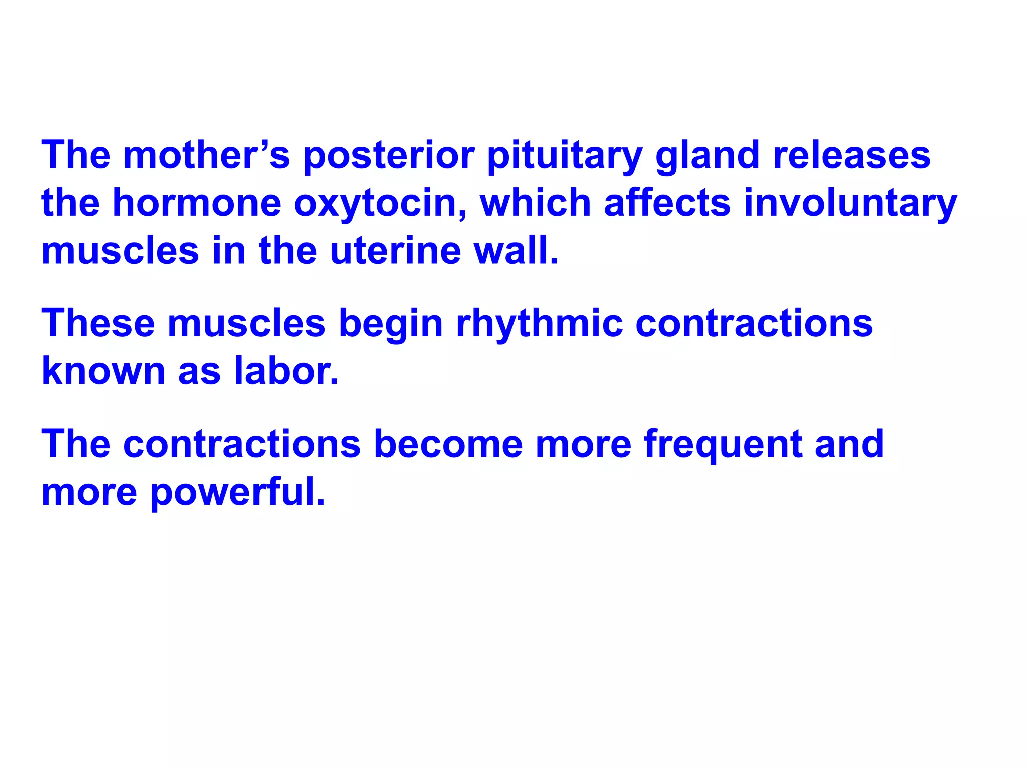 The mother’s posterior pituitary gland releases the hormone oxytocin, which affects involuntary muscles in the uterine wall.  These muscles begin rhythmic contractions known as labor.  The contractions become more frequent and more powerful. 