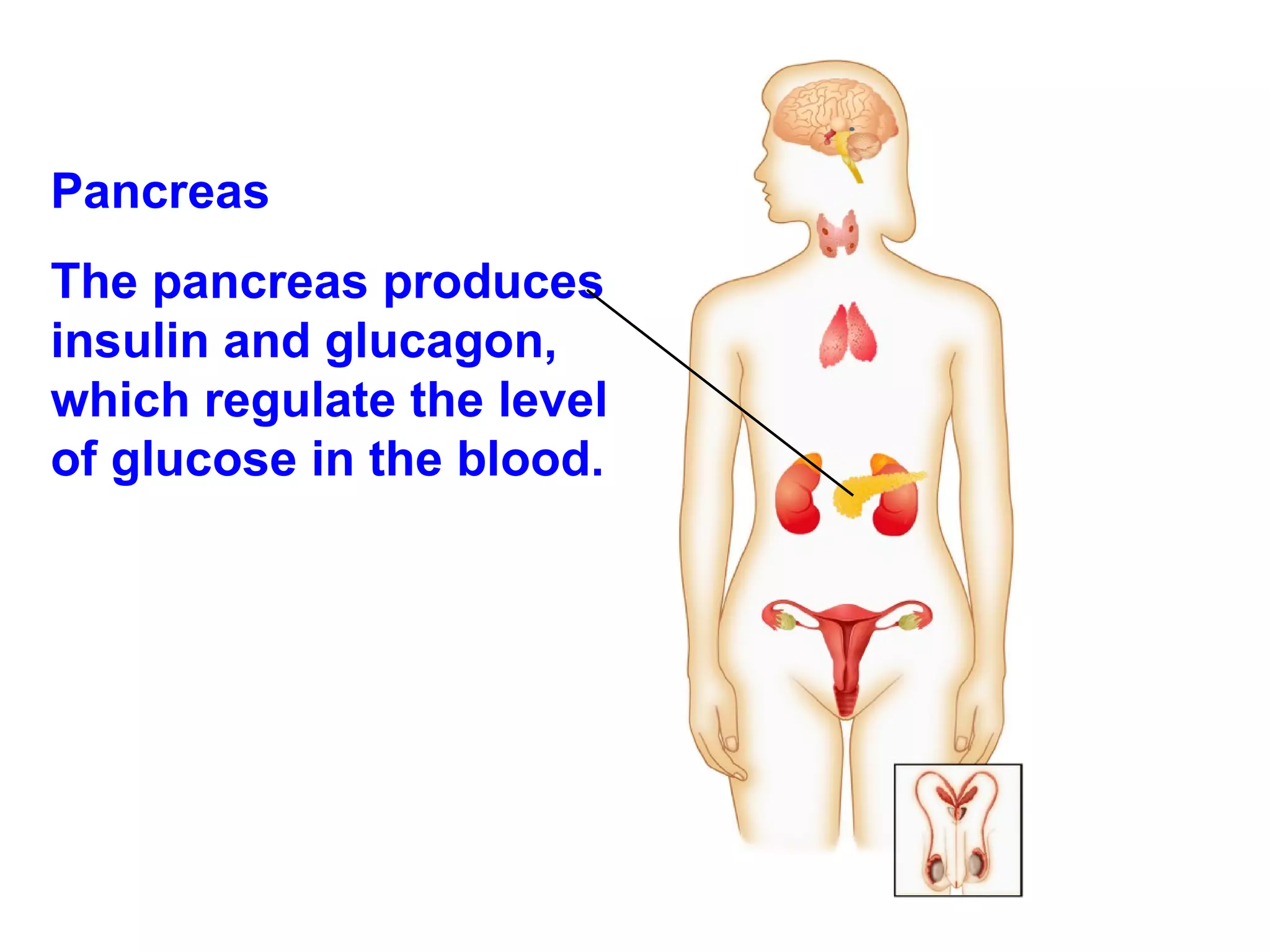 Pancreas  The pancreas produces insulin and glucagon, which regulate the level of glucose in the blood. 
