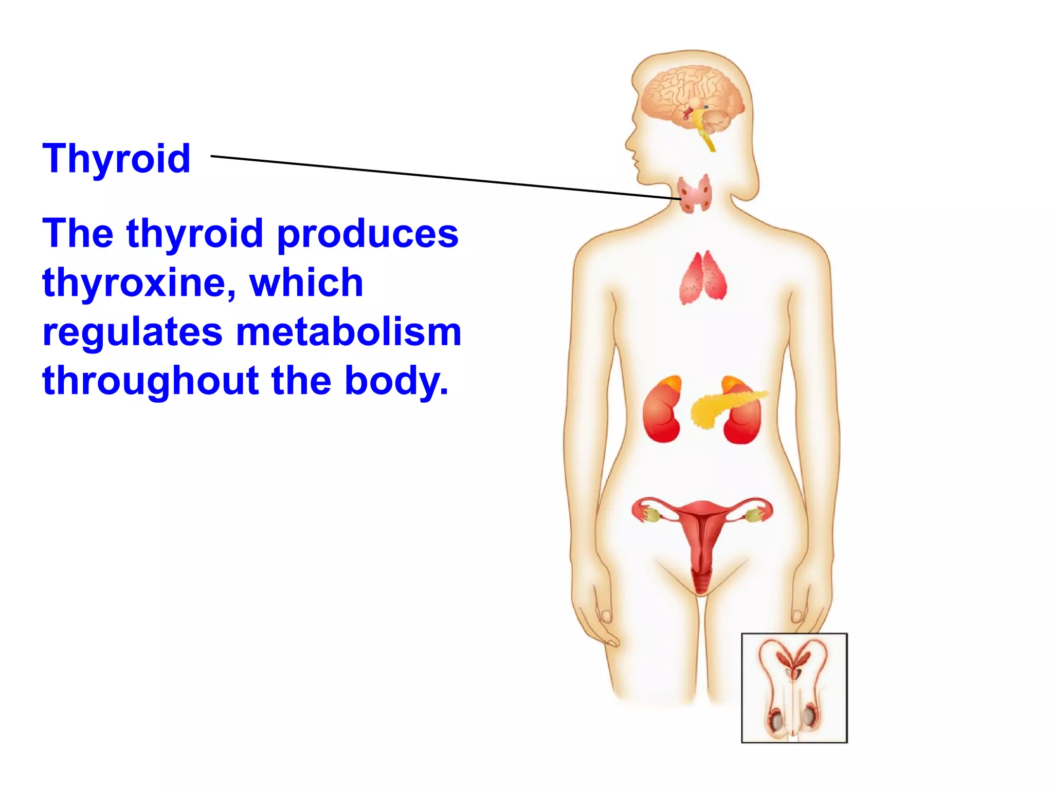 Thyroid  The thyroid produces thyroxine, which regulates metabolism throughout the body. 