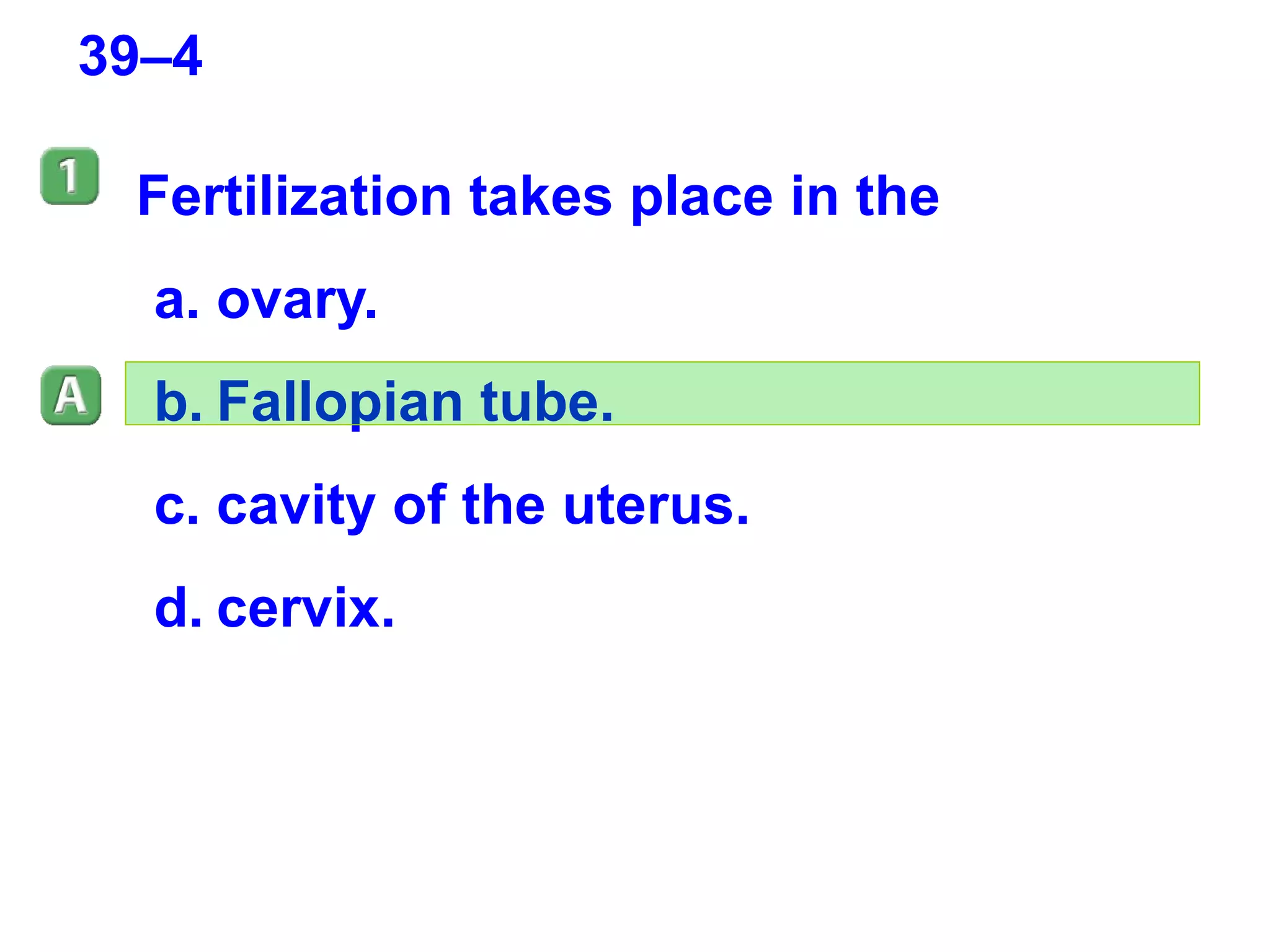 39–4 Fertilization takes place in the ovary. Fallopian tube. cavity of the uterus. cervix. 