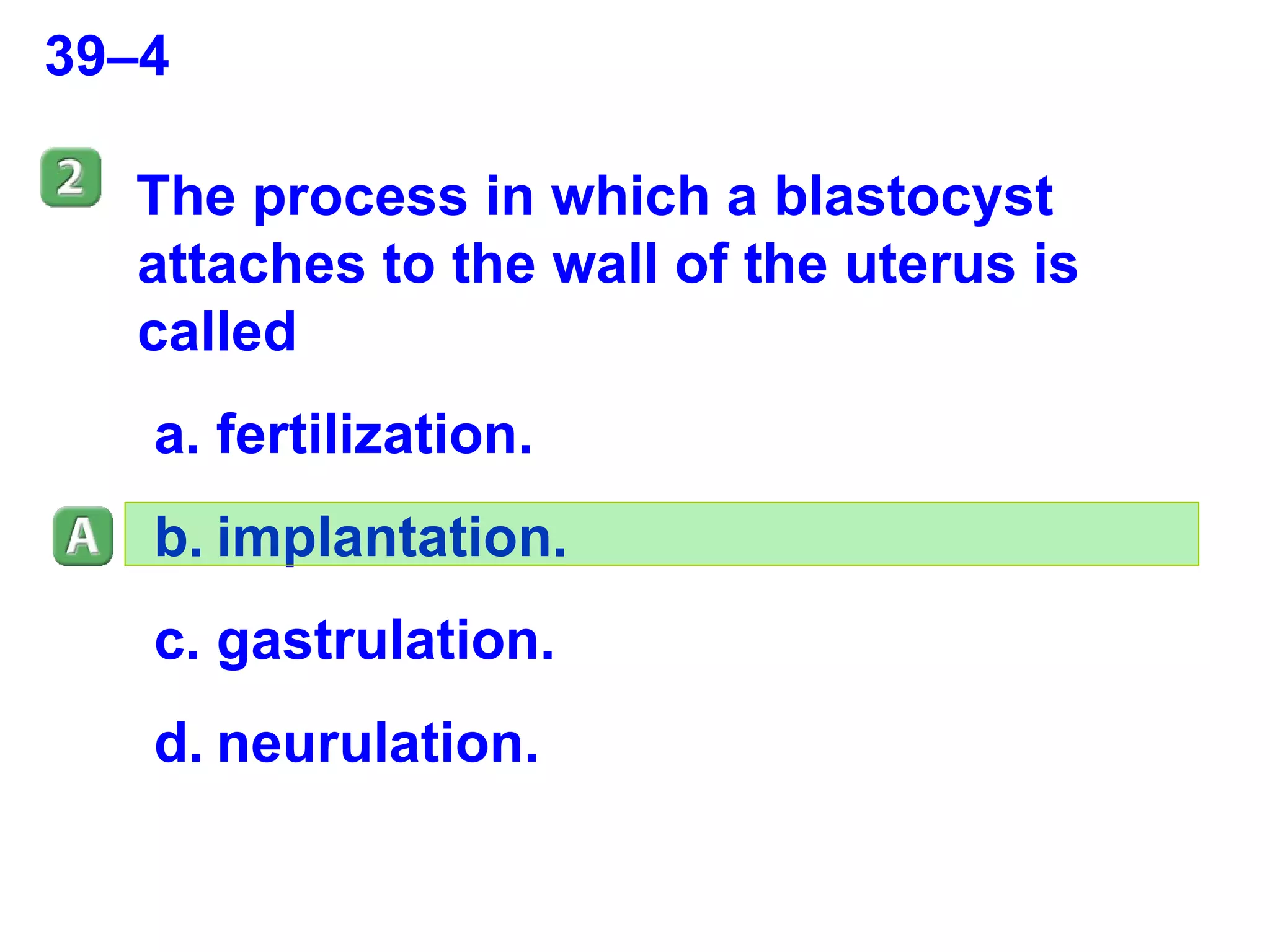 39–4 The process in which a blastocyst attaches to the wall of the uterus is called  fertilization. implantation. gastrulation. neurulation. 