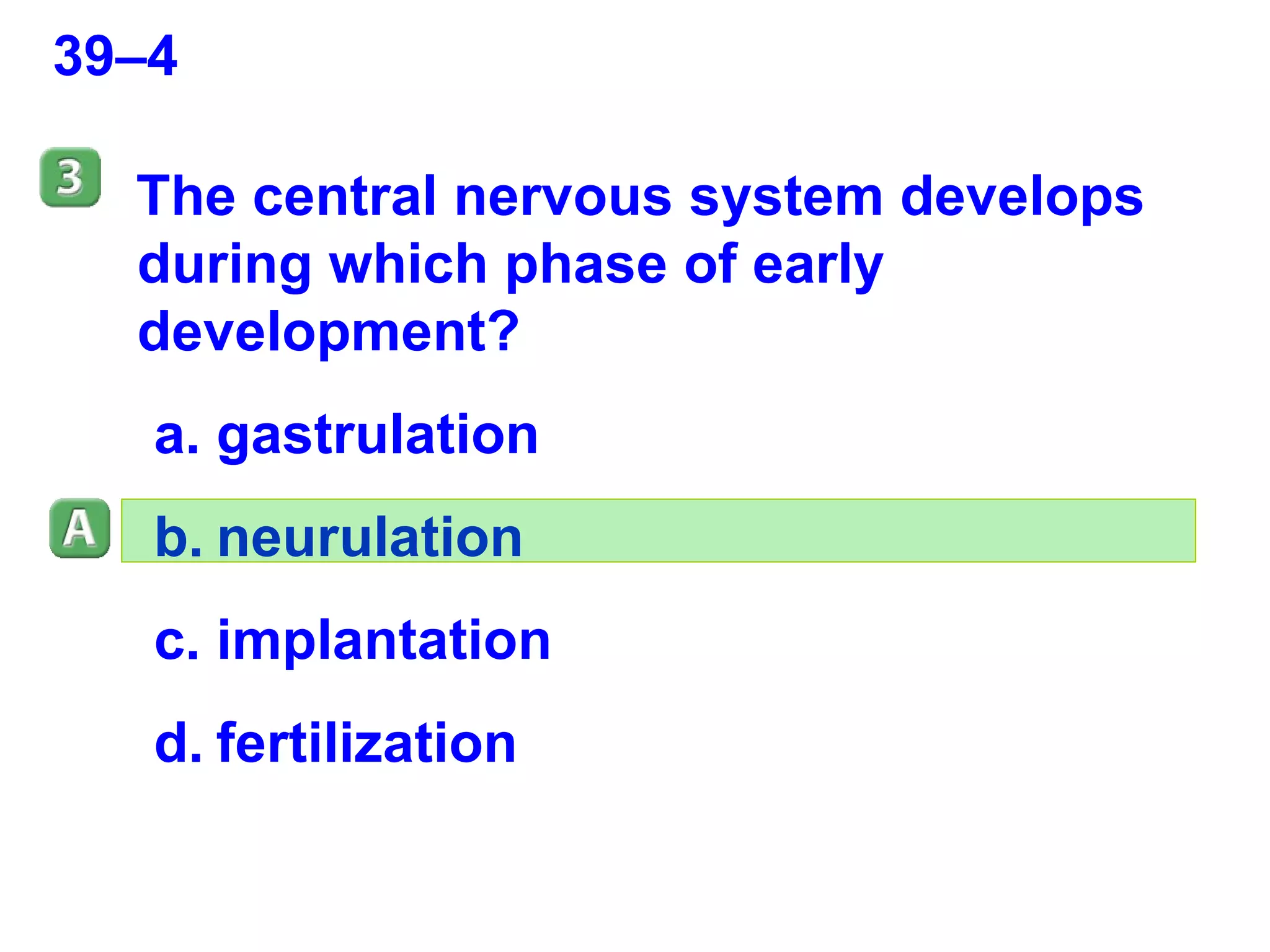 39–4 The central nervous system develops during which phase of early development?  gastrulation neurulation implantation fertilization 