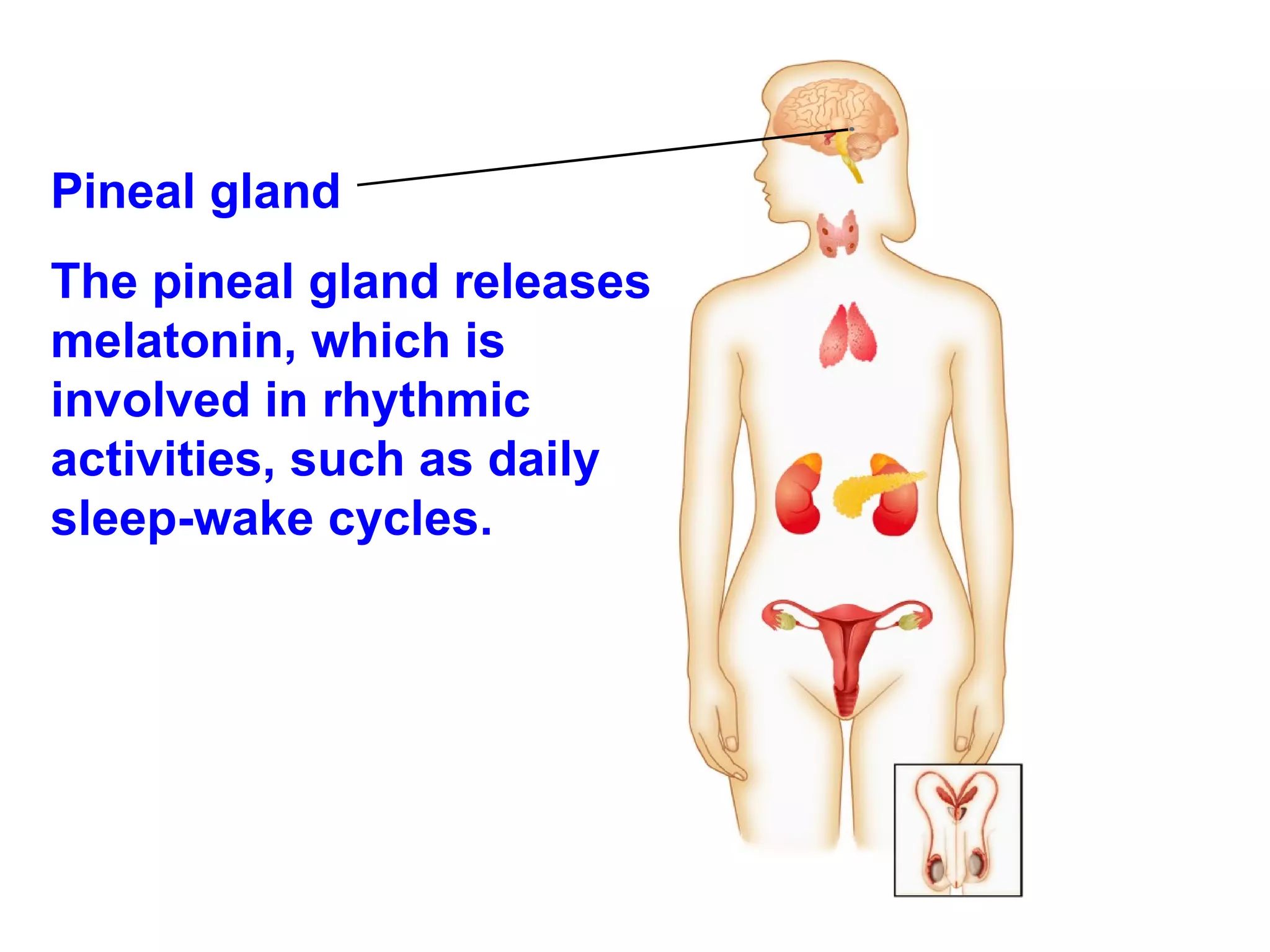 Pineal gland The pineal gland releases melatonin, which is involved in rhythmic activities, such as daily sleep-wake cycles. 