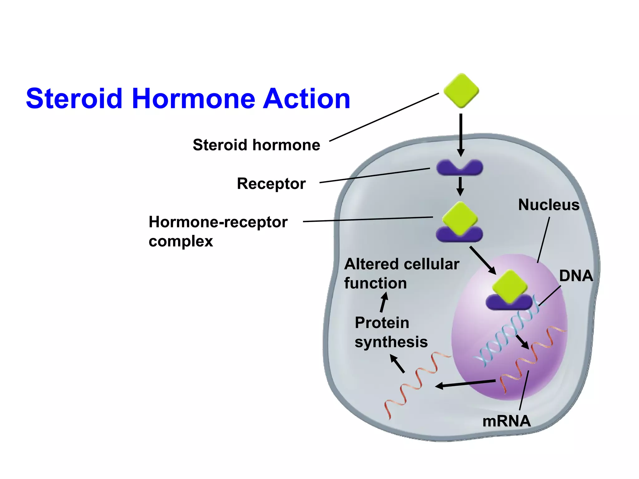 Steroid Hormone Action Hormone-receptor complex Nucleus DNA mRNA Protein  synthesis Altered cellular  function Receptor Steroid hormone 