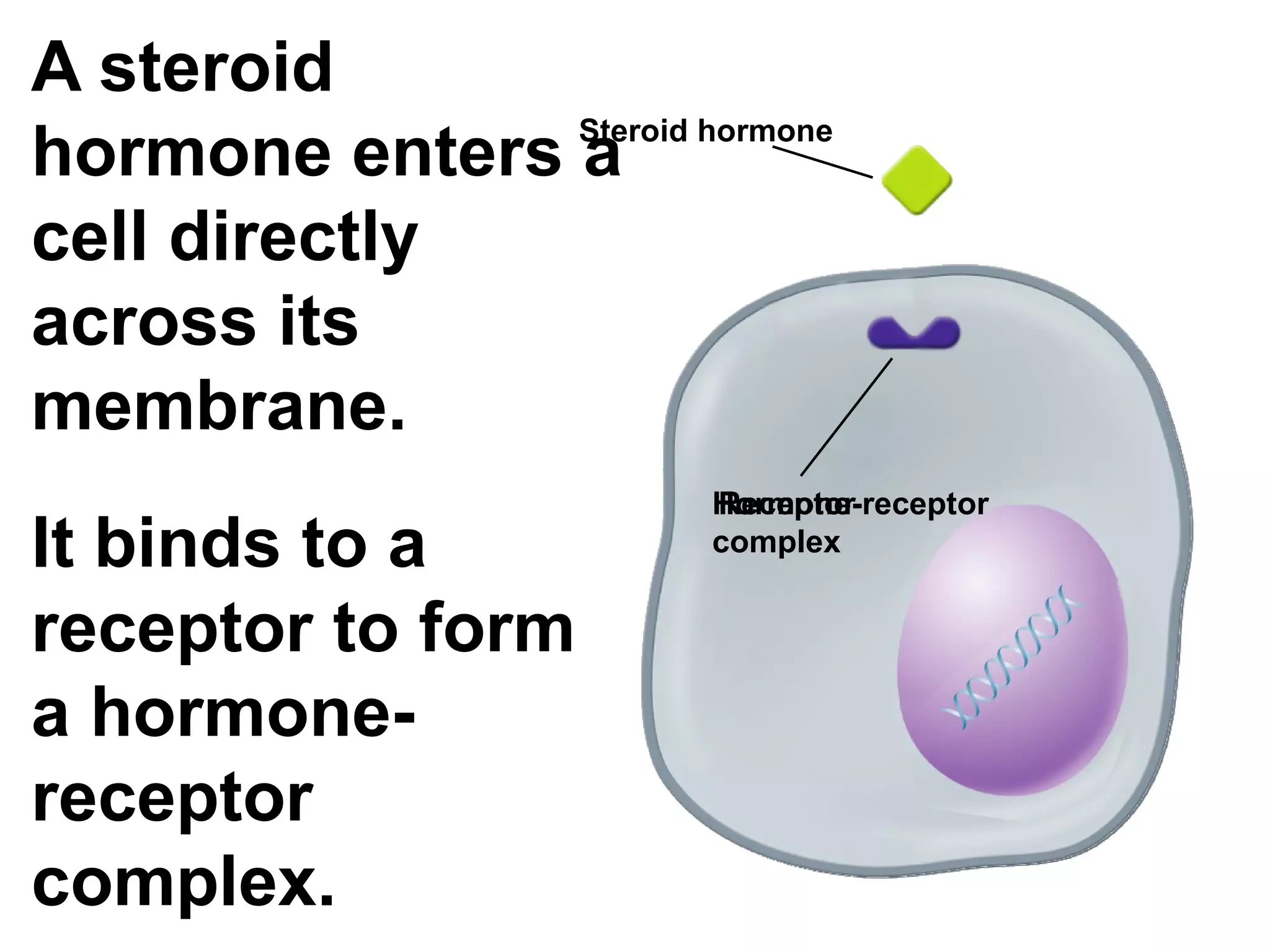 A steroid hormone enters a cell directly across its membrane. It binds to a receptor to form a hormone-receptor complex. Steroid hormone Receptor Hormone-receptor complex 